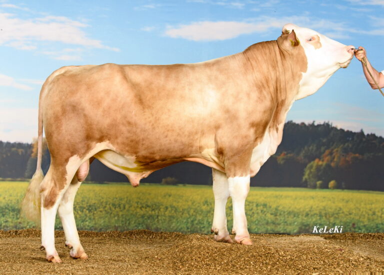 BOĞA PORTRESİ – BERGFEST