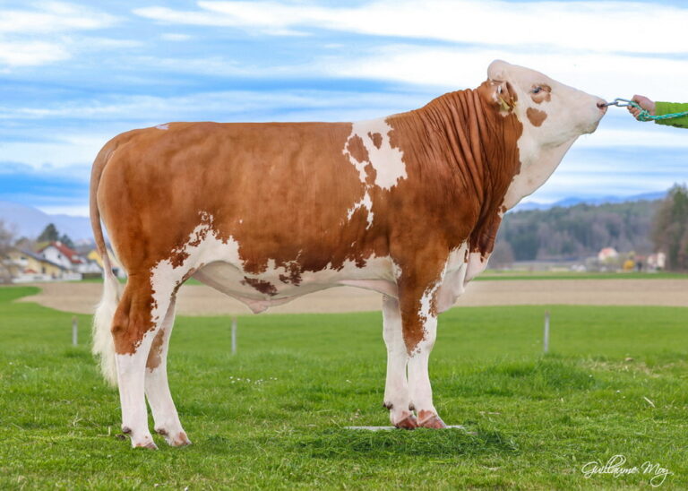 GS WILDTRAK Pp- YENİ BOYNUZSUZ