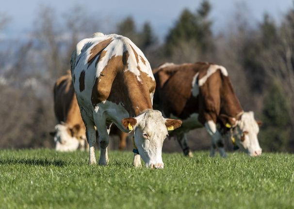 VERİMLİ YAŞAM ÖMRÜ