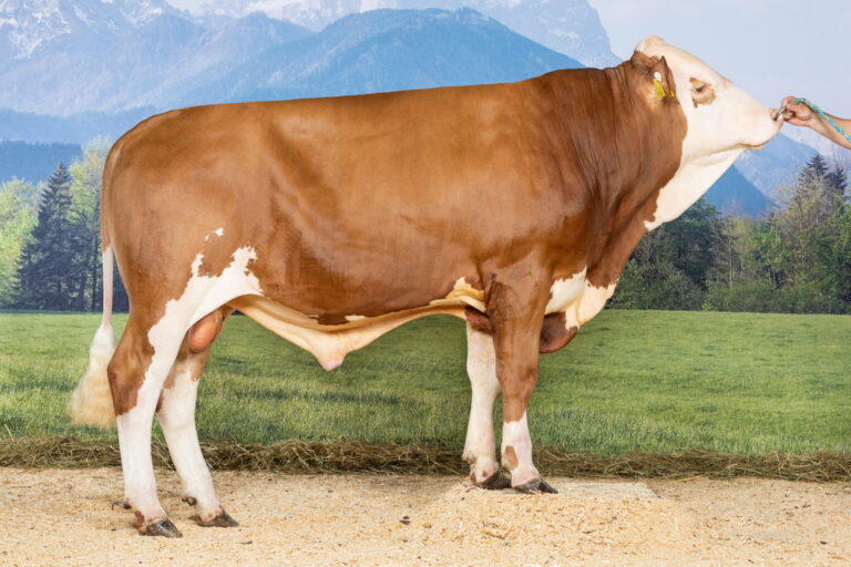 BOĞA POTRESİ – WITTUM PP