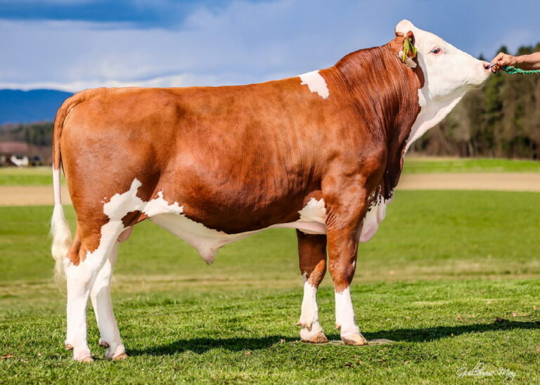 GS HOT DOG- Üstün Süt Verimi ve Dengeli Kondisyonun Temsilcisi