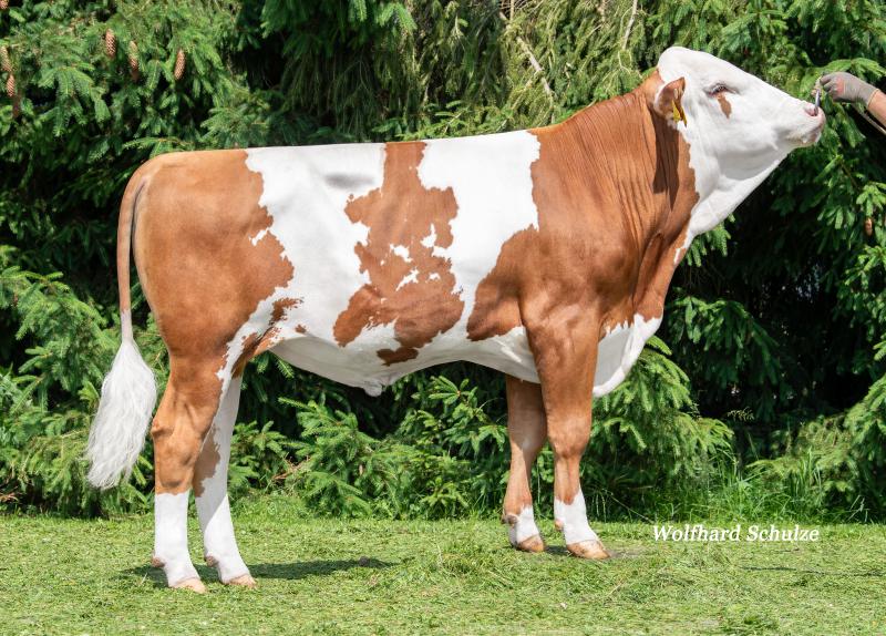 Yüzde Yüz Boynuzsuz PP